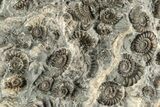 Ammonite (Promicroceras) Cluster - Marston Magna, England #216619-2